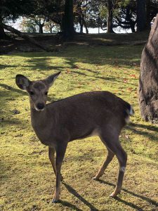 November 27, 2018 - (3) Kohfukuji Temple IMG_7990