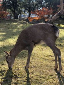 November 27, 2018 - (3) Kohfukuji Temple IMG_7994