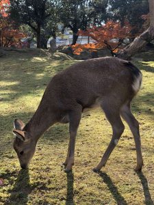 November 27, 2018 - (3) Kohfukuji Temple IMG_7995