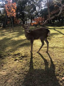 November 27, 2018 - (3) Kohfukuji Temple IMG_7997