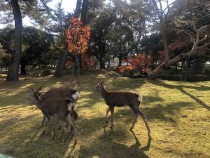 November 27, 2018 - (3) Kohfukuji Temple IMG_7998