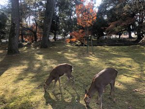 November 27, 2018 - (3) Kohfukuji Temple IMG_7999
