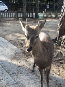 November 27, 2018 - (4) Nara Park IMG_8013