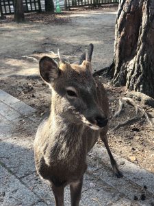 November 27, 2018 - (4) Nara Park IMG_8014