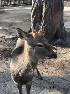 November 27, 2018 - (4) Nara Park IMG_8015