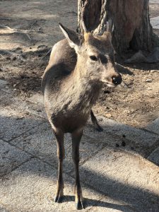November 27, 2018 - (4) Nara Park IMG_8016