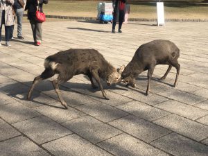 November 27, 2018 - (4) Nara Park IMG_8020
