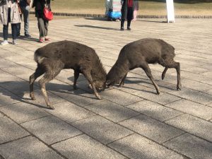 November 27, 2018 - (4) Nara Park IMG_8021