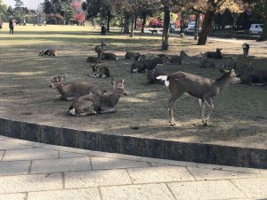 November 27, 2018 - (4) Nara Park IMG_8023