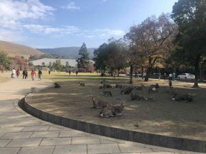November 27, 2018 - (4) Nara Park IMG_8024