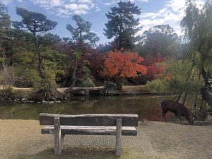 November 27, 2018 - (4) Nara Park IMG_8031