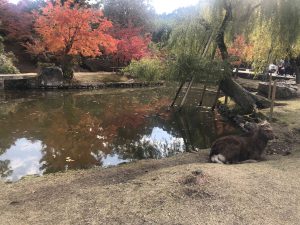 November 27, 2018 - (4) Nara Park IMG_8046