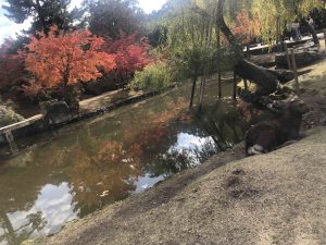 November 27, 2018 - (4) Nara Park IMG_8050