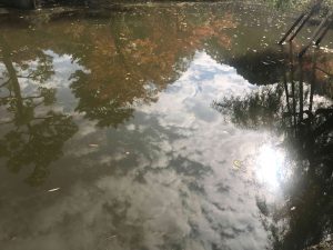 November 27, 2018 - (4) Nara Park IMG_8051