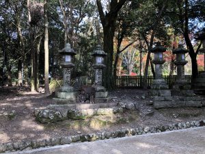 November 27, 2018 - (5) Kasuga Taisha IMG_0305