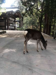 November 27, 2018 - (5) Kasuga Taisha IMG_8057