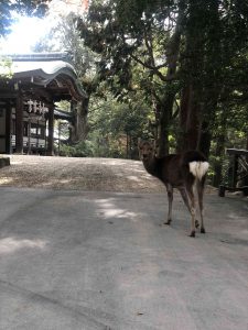 November 27, 2018 - (5) Kasuga Taisha IMG_8059