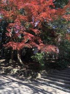 November 27, 2018 - (5) Kasuga Taisha IMG_8085