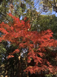November 27, 2018 - (5) Kasuga Taisha IMG_8089