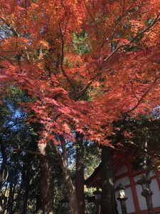 November 27, 2018 - (5) Kasuga Taisha IMG_8090