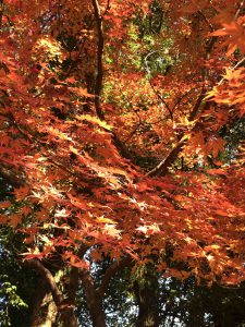 November 27, 2018 - (5) Kasuga Taisha IMG_8092