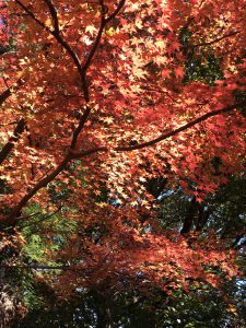 November 27, 2018 - (5) Kasuga Taisha IMG_8093