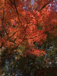 November 27, 2018 - (5) Kasuga Taisha IMG_8094