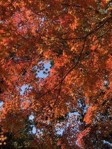 November 27, 2018 - (5) Kasuga Taisha IMG_8096