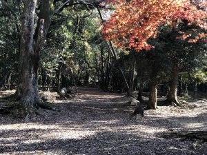 November 27, 2018 - (5) Kasuga Taisha IMG_8101