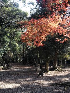 November 27, 2018 - (5) Kasuga Taisha IMG_8103