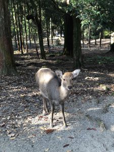 November 27, 2018 - (5) Kasuga Taisha IMG_8107