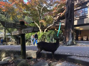 November 27, 2018 - (5) Kasuga Taisha IMG_8119