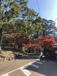November 27, 2018 - (5) Kasuga Taisha IMG_8121