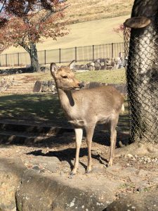 November 27, 2018 - (6) Mount Wakakusa IMG_8124