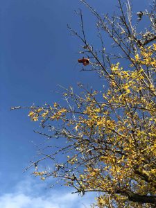 November 27, 2018 - (7) Todaiji Temple IMG_8157