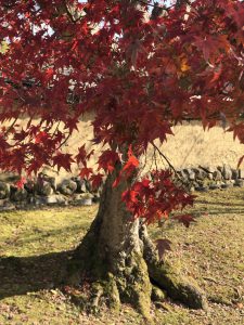 November 27, 2018 - (7) Todaiji Temple IMG_8163