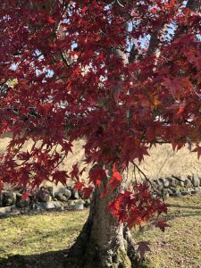 November 27, 2018 - (7) Todaiji Temple IMG_8164