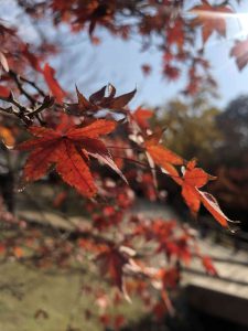 November 27, 2018 - (7) Todaiji Temple IMG_8165