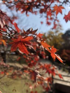 November 27, 2018 - (7) Todaiji Temple IMG_8166