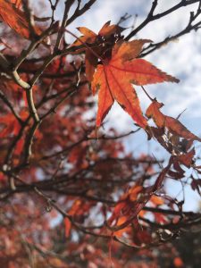 November 27, 2018 - (7) Todaiji Temple IMG_8168