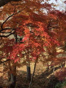November 27, 2018 - (7) Todaiji Temple IMG_8171