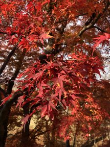 November 27, 2018 - (7) Todaiji Temple IMG_8172