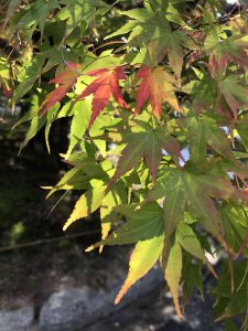 November 27, 2018 - (7) Todaiji Temple IMG_8176