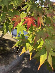 November 27, 2018 - (7) Todaiji Temple IMG_8177