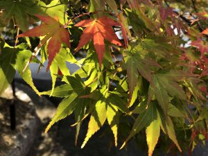 November 27, 2018 - (7) Todaiji Temple IMG_8178