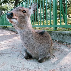 November 27, 2018 - (7) Todaiji Temple IMG_8186