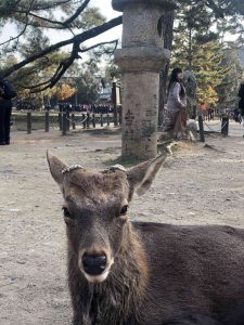 November 27, 2018 - (7) Todaiji Temple IMG_8202
