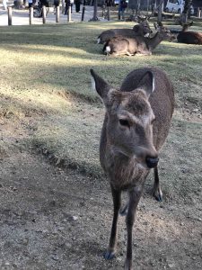 November 27, 2018 - (7) Todaiji Temple IMG_8209