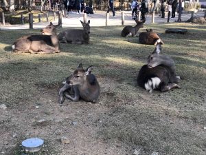 November 27, 2018 - (7) Todaiji Temple IMG_8210
