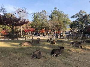 November 27, 2018 - (7) Todaiji Temple IMG_8211